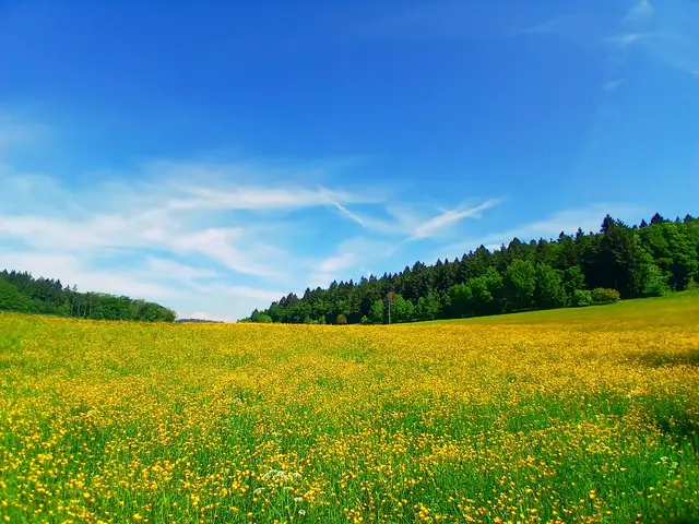 Eine gelb blühende Bergwiese, am Horizont grünen Wald und darüber herrlich blauen Himmel.  