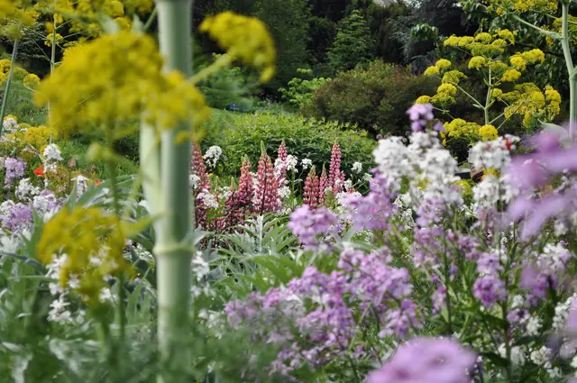 Blick in ein Staudenbeet mit  Stauden-Lupine (Lupinus polyphyllus) | Foto: Daniela Somers