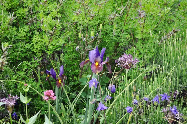 Auch die Iris kommen hier schön zur Geltung. | Foto: Daniela Somers