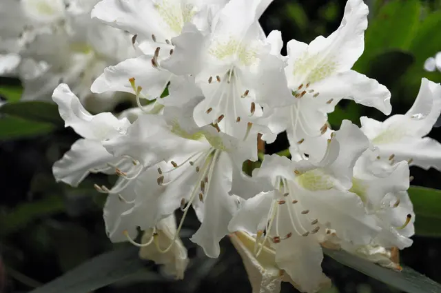 Auch Rhododendron sieht man hier. | Foto: Daniela Somers
