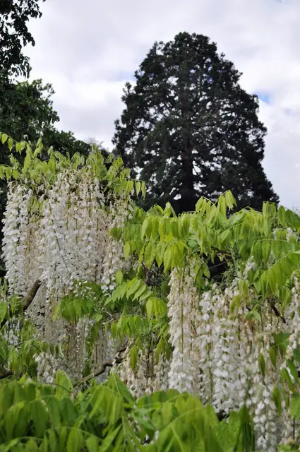 weißer chinesischer Blauregen. Wisteria sinensis "Alba" | Foto: Daniela Somers