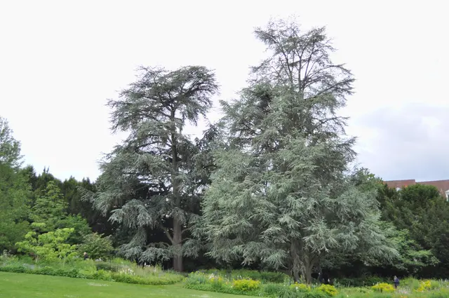 Blaue Atlas-Zeder. Cedrus atlantica | Foto: Daniela Somers