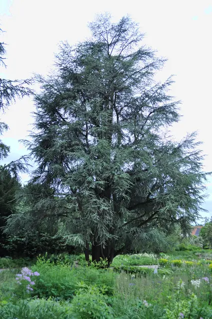 Blaue Atlas-Zeder. Cedrus atlantica | Foto: Daniela Somers