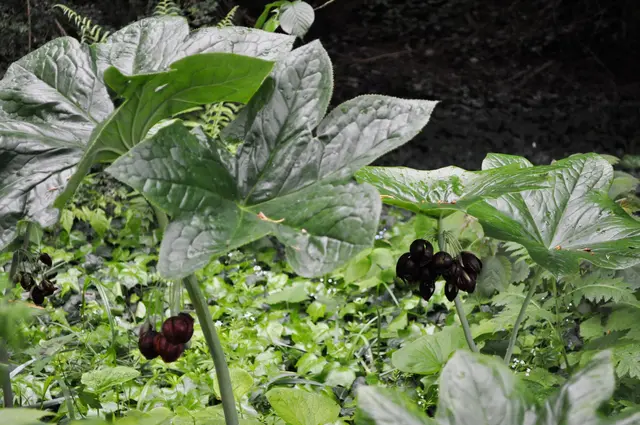 Chinesischer Maiapfel, Podophyllum pleianthum | Foto: Daniela Somers