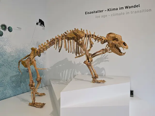 Ein Dinosaurier-Skelett