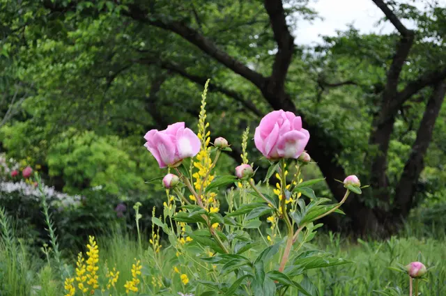 Auch Pfingstrosen sind natürlich im Garten.  | Foto: Daniela Somers