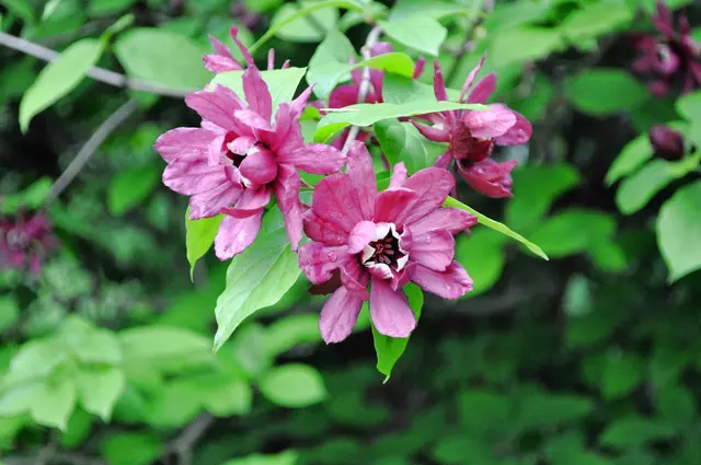 Blüten des Chinesischer Wachsstrauch. Calycanthus | Foto: Daniela Somers