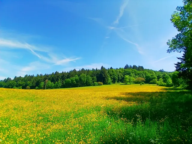 Eine gelb blühende Wiese,  am Horizont Wald,  rechts Bäume und darüber blauen Himmel.  