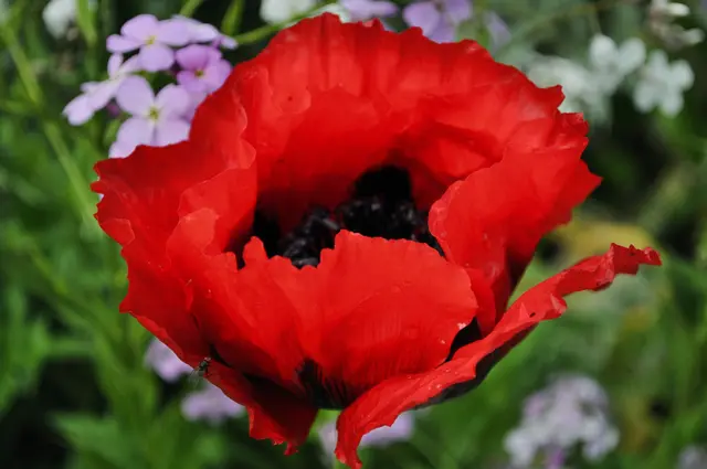 Auch der Orientalischer Mohn (Papaver orientale) ist hier zu sehen. | Foto: Daniela Somers