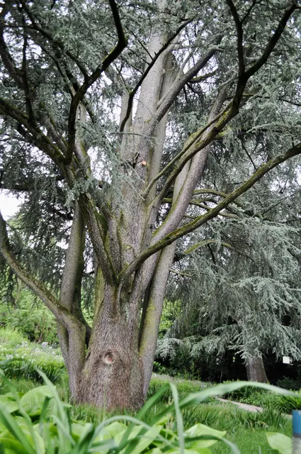 Die schönen alten Gehölze passen wunderbar in den Garten. Die Pflanzungen zeigen auch was unter diese Gehölze passt. | Foto: Daniela Somers