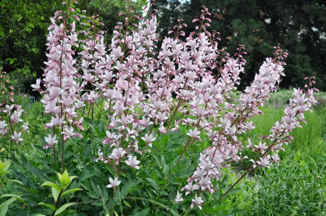 Der Diptam, eine Heilpflanze mit wunderschönen Blüten. | Foto: Daniela Somers