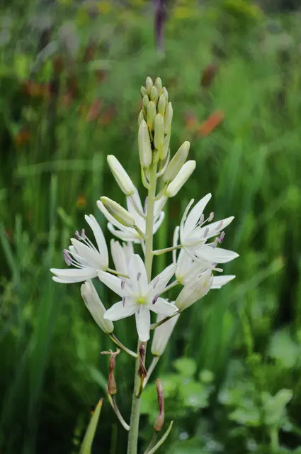  Prärielilie. Camassia leichtlinii 'Alba' | Foto: Daniela Somers