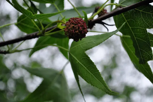  Amerikanischer Amberbaum. Liquidambar styraciflua. Hier sieht man auch Pflanzen die es nicht überall gibt. | Foto: Daniela Somers