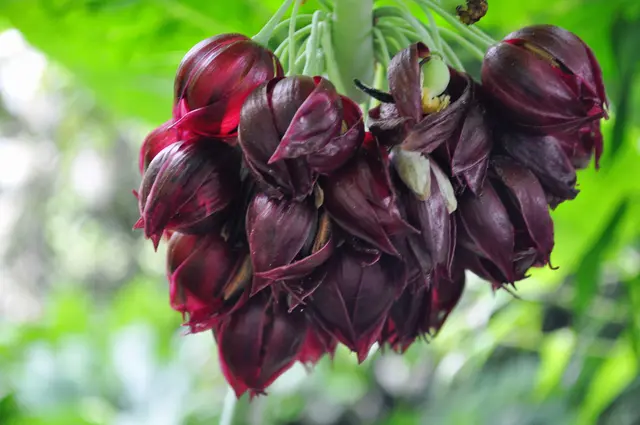 Chinesischer Maiapfel, Podophyllum pleianthum | Foto: Daniela Somers