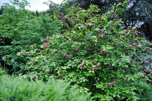 Chinesischer Wachsstrauch. Calycanthus | Foto: Daniela Somers
