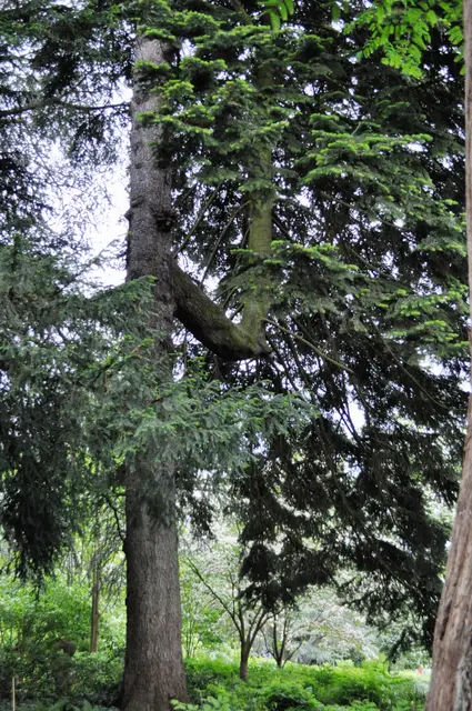 Hier hat der Baum wirklich einen seltsamen Wuchs hingelegt. Erst waagrecht, dann wieder senkrecht nach oben. | Foto: Daniela Somers