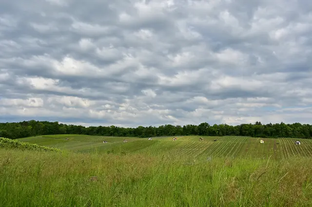 Wegerthäuschen aufgereiht wie an einer Perlenkette. Wenn die Weinberge verschwinden werden auch sie überflüssig. Ein paar sollten als Erinnerung erhalten bleiben und als Unterkunft für allelei Tiere die sich in den alten Hütten wohlfühlen. | Foto: Michael Harmsen