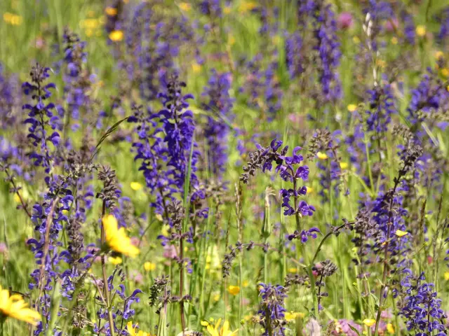 Man sieht lilablauen Wiesensalbei zwischen anderen Blumen auf einer Wiese.  