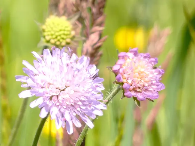 Flockenblume | Foto: sigischlottke