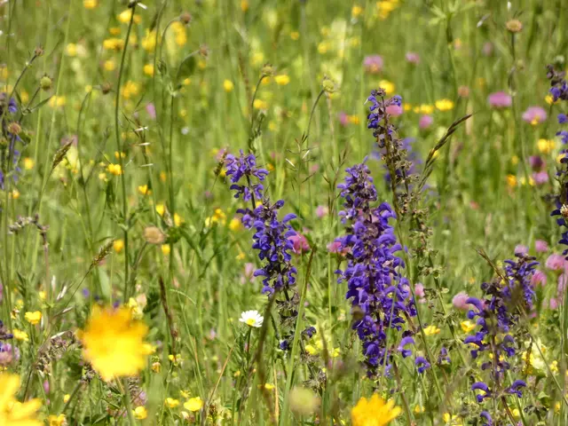 So schön sind die bunten Bergwiesen.  | Foto: sigischlottke