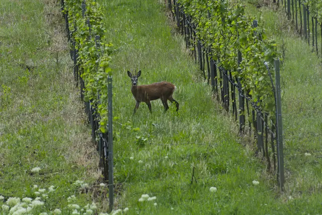 Unter uns im Wengert graste dieser Rehbock. Er hatte uns schon entdeckt und war auch schnell im Wald verschwunden. | Foto: Michael Harmsen