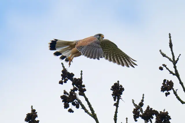 Ein Turmfalken nahm reißaus als er uns kommen sah. Da ich beim Wandern leider kein großes Tele mitschleppen kann, habe ich ein Bild aus meinem Archiv eingefügt. Es ist auch im Autal entstanden. | Foto: Michael Harmsen