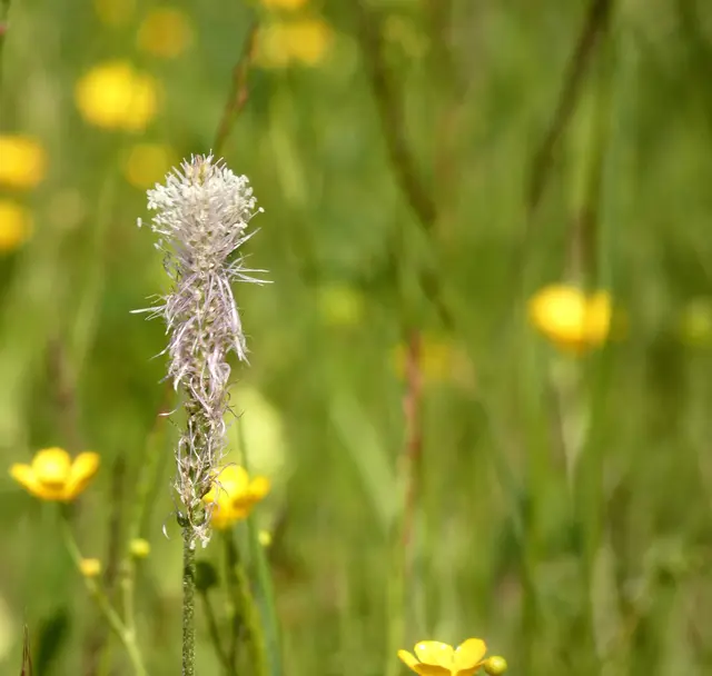 Die Blüten des mittleren Wegerichs sehen auch ganz bezaubernd aus.  | Foto: sigischlottke