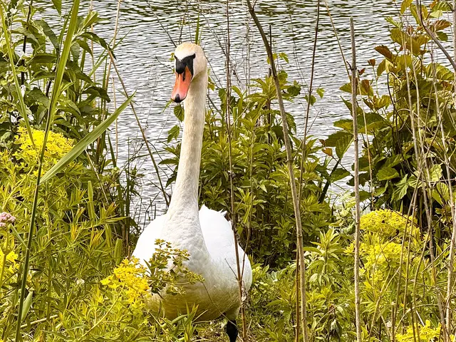 Foto: Heide Böllinger aus Bad Friedrichshall