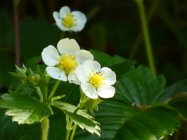 Blüten der Walderdbeere.  | Foto: sigischlottke