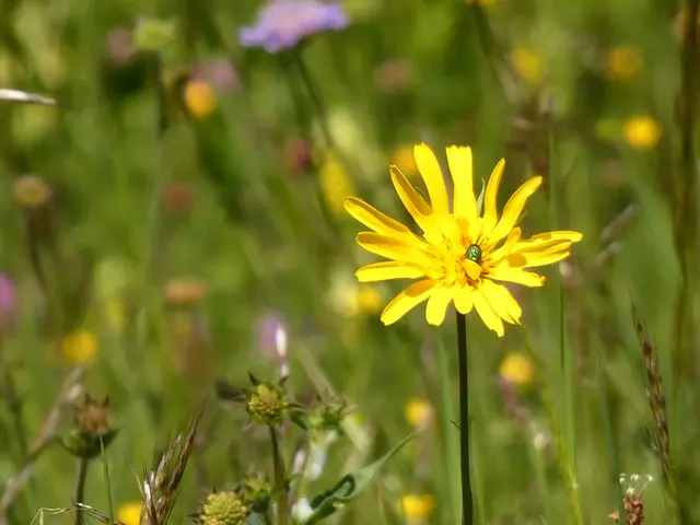 Ein Rosenkäfer schläft im Habichtskraut.  | Foto: sigischlottke