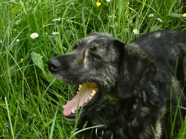 Vicky ist ein bisschen müde und lässt sich in der Blumenwiese zu einer kleinen Pause nieder.  | Foto: sigischlottke