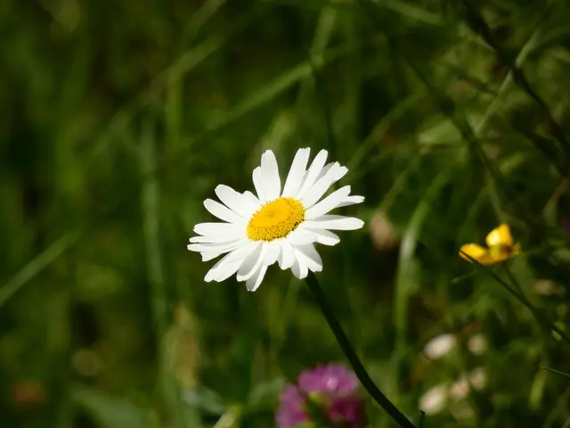 Margeriten sind einfach immer schön.  | Foto: sigischlottke