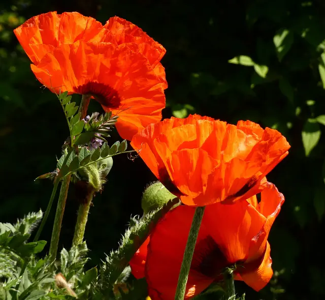 Herrlicher Mohn blüht in einem Vorgarten.  | Foto: sigischlottke