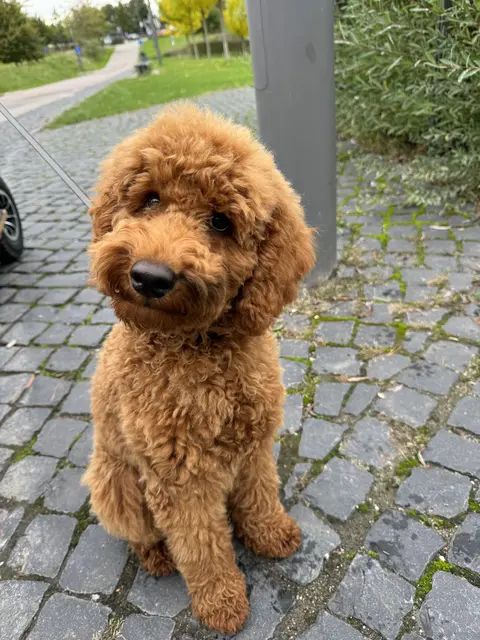 Foto: Heide Böllinger aus Bad Friedrichshall