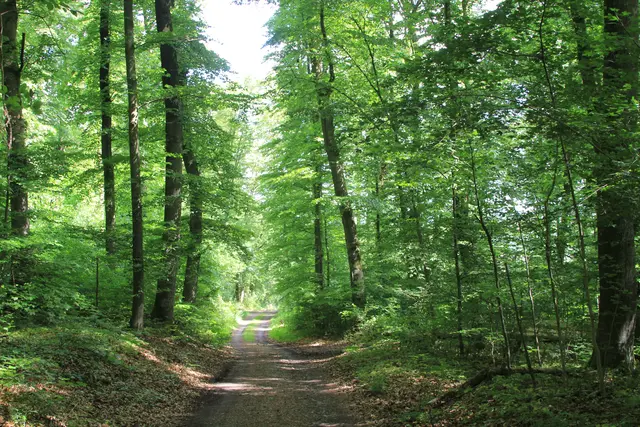 Rundwanderung bei Friedrichsruhe