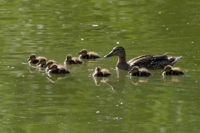 Stockentenfamilie | Foto: Eigenes Bild TB