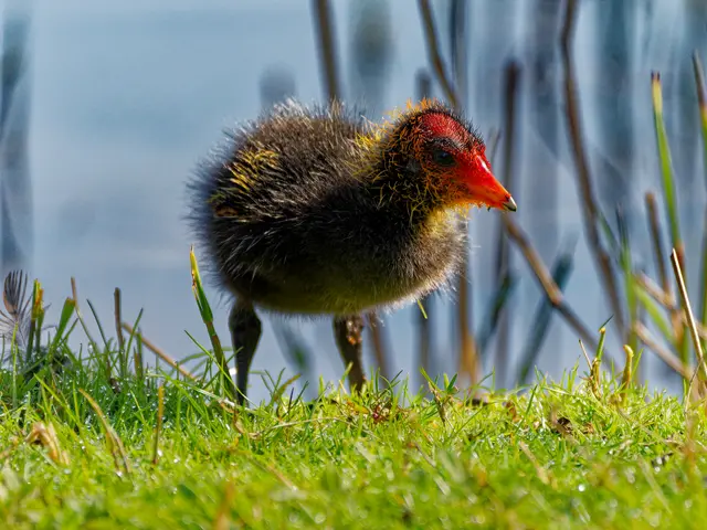 Teichhuhnküken | Foto: Eigenes Bild TB
