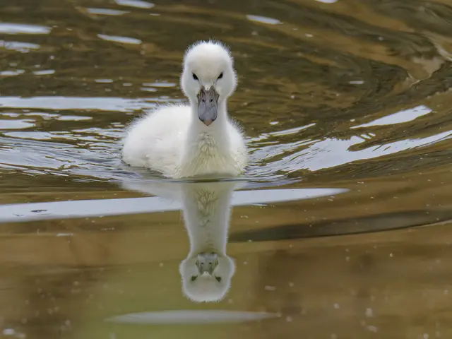 Schwanenküken | Foto: Eigenes Bild TB