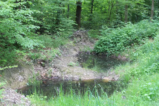 Rundwanderung bei Friedrichsruhe