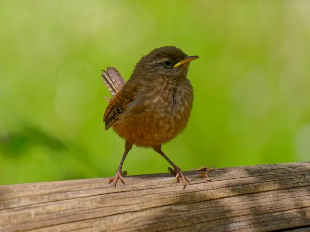 Zaunkönigkind | Foto: Eigenes Bild TB