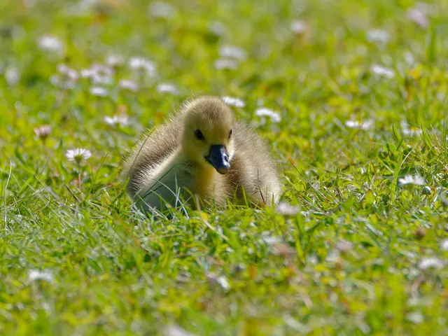 kleine Gans | Foto: Eigenes Bild TB