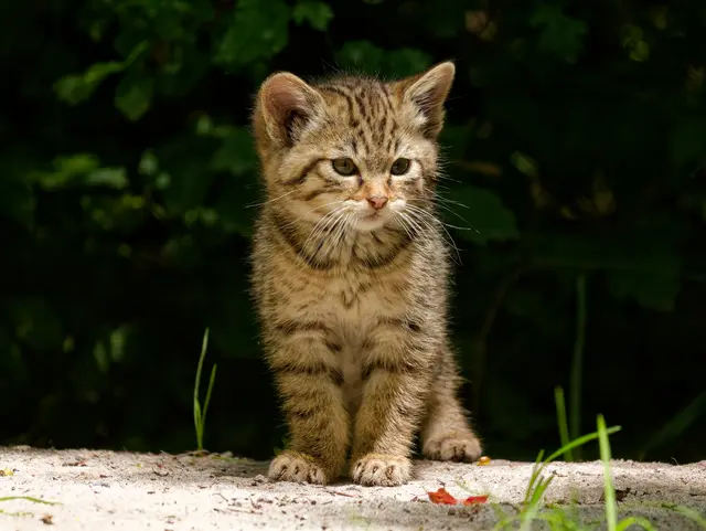 Wildkatzenbaby | Foto: Eigenes Bild TB