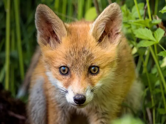Rotfuchswelpe | Foto: Eigenes Bild TB