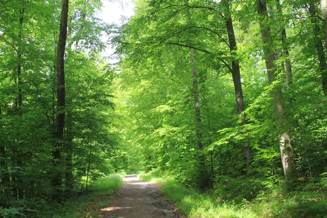 Rundwanderung bei Friedrichsruhe