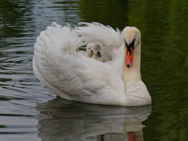 Taxi Mama | Foto: Eigenes Bild TB