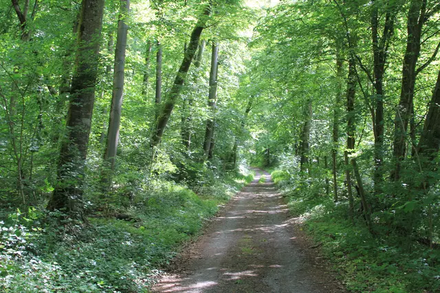 Rundwanderung bei Friedrichsruhe