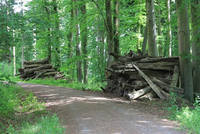 Rundwanderung bei Friedrichsruhe