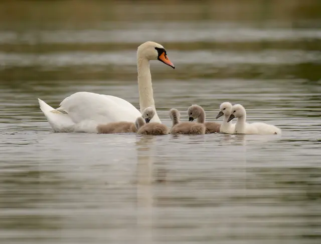 Familie Schwan | Foto: Eigenes Bild TB