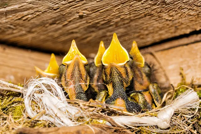 kleine Rotschwänzchen | Foto: Eigenes Bild TB
