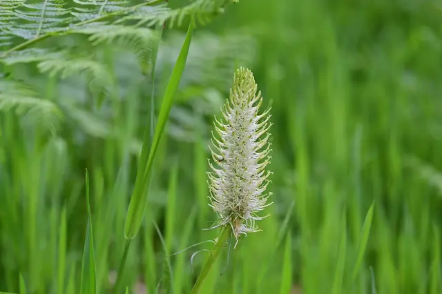 Die Ährige Teufelskralle ist in allen Teilen essbar. Die kleinen Rüben am Wurzelspross erntet man am besten im Frühling oder Herbst. Junge Blätter oder Blüten eignen sich für einen Wildkräutersalat. | Foto: Michael Harmsen